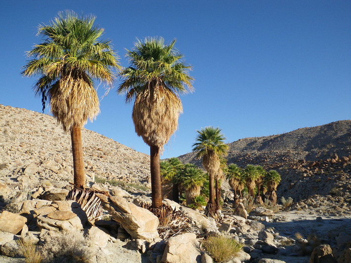 Cọ Mỹ (Washingtonia filifera) cao 18 mét, mọc trên các hoang mạc ở Tây Nam nước Mỹ. Đám lá chết rủ xuống dưới chỏm của chúng là nơi trú ngụ cho nhiều loài chim chóc và côn trùng.