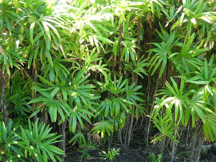 Cây trúc mây (Rhapis excelsa) cao 5 mét, có nguồn gốc từ miền Nam Trung Quốc. Dễ sống trong điều kiện khô và thiếu ánh sáng, chúng là cây cảnh trong nhà phổ biến.