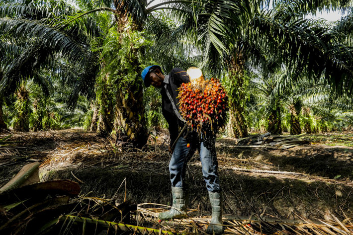 Cọ dầu châu Phi (Elaeis guineensis) cao 20 mét, là loài thực vật ở vùng đất thấp nhiệt đới ẩm châu Phi. Chúng được trồng với quy mô lớn ở các đồn điền ngoài vùng phân bố để lấy dầu chứa trong quả.