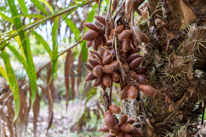 Salak (Salacca zalacca) cao 4 mét, là cây bản địa khu vực xích đạo Đông Nam Á. Chúng được trồng để lấy quả nhiều thịt, có hương vị đậm đà khác thường so với các cây họ Cau khác.