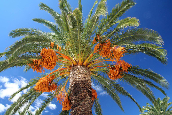 Chà là (Phoenix dactylifera) cao 30 mét, có nguồn gốc từ Trung Đông. Đây là loài cây đơn tính khác gốc, cung cấp một loại quả được con người ưa chuộng.