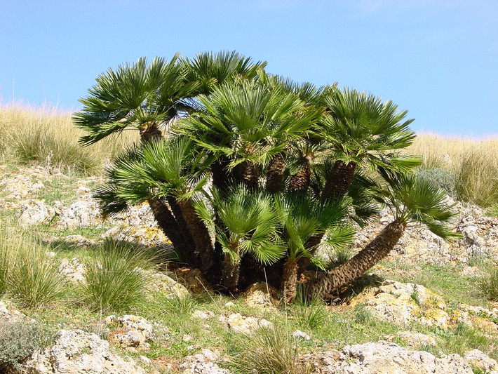 Cọ quạt châu Âu (Chamaerops humilis) cao 3 mét, mọc ở vùng ven Địa Trung Hải. Chúng có thể mọc ra các thân ngắn từ cùng một gốc.
