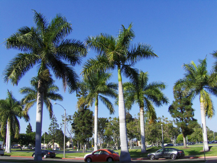 Cau vua (Roystonea regia) cao 25 mét, là cây bản địa ở các đảo Caribbean, phát triển mạnh trên đất nhiều dinh dưỡng. Có dáng cao, đẹp, chúng thường được trồng làm cảnh trên các đại lộ vùng nhiệt đới.
