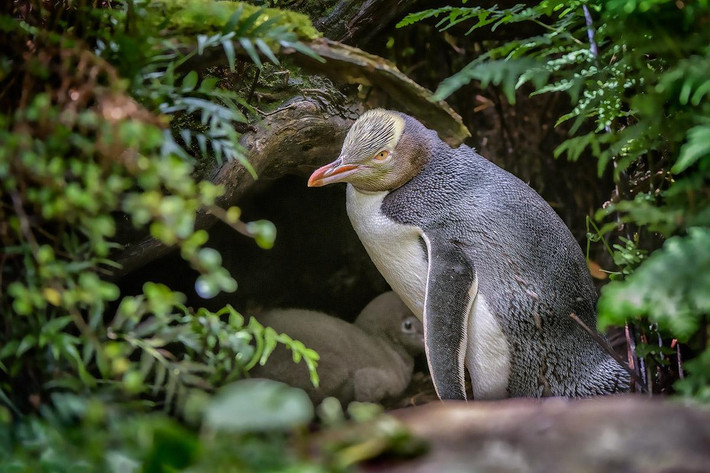 Cánh cụt mắt vàng (Megadyptes antipodes) cao 75 cm, phân bố ở New Zealand. Loài cánh cụt hiếm này làm tổ trong bụi cây, không sống thành tập đoàn đông đúc như các loài cánh cụt khác. Chúng là họ hàng gần của các loài cánh cụt mào.