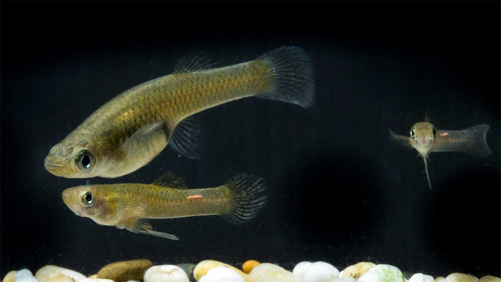 Cá ăn muỗi (Gambusia affinis) dài 5 cm, phân bố từ miền Nam nước Mỹ đến Mexico. Loài cá cảnh ít được ưa chuộng này có ngoại hình khá giống cá bảy màu, nhưng không có màu sắc ấn tượng như họ hàng xa của mình.