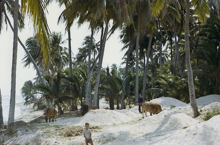 Chăn bò trên bãi biển.