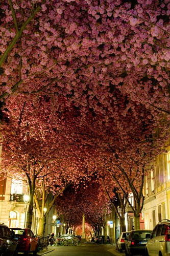 Cứ mỗi độ xuân sang, “xa lộ anh đào” ở thành phố Bonn, Đức lại biến thành một "đường hầm" hoa anh đào đầy mê hoặc.