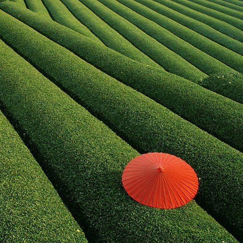 Những cánh đồng chè ở Shizuoka, Nhật bản đều tăm tắp một cách kỳ lạ.