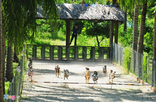8 chú khỉ đu mình trên những chú chó to, khỏe phóng nhanh trên đường đua.