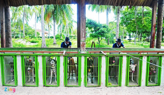 Khỉ ngồi trên lưng chó vào các ô thứ tự trong lồng sắt trước giờ đua. "Lúc đầu, nhiều nhân viên huấn luyện chịu nhiều cơ cực vì khỉ không chịu ngồi trên lưng chó, hoặc thường xuyên nhổ lông, quậy phá khiến những chú khuyển khó chịu quay sang cắn, phải chữa trị nhiều tháng mới bớt", anh Bùi Văn Trường, nhân viên phụ trách khách chia sẻ.