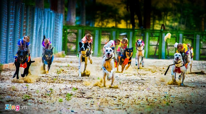 Có con khỉ ngồi trên lưng chó nắm chặt dây cương ngoảnh đầu về phía sau nhìn đối thủ của mình càng tạo thêm kịch tính.