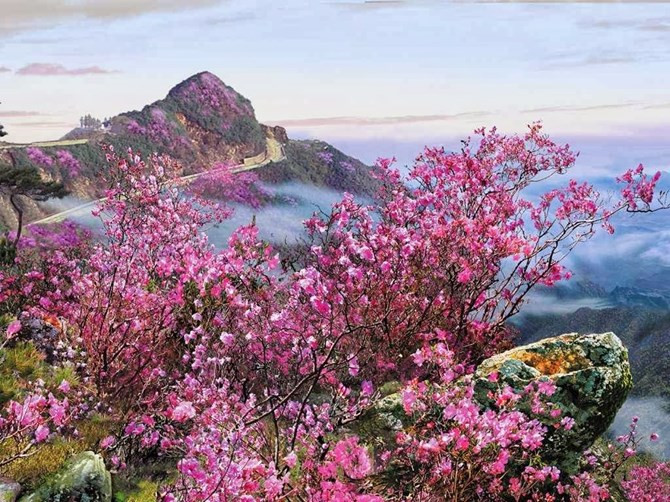 "Hoa Azalea"