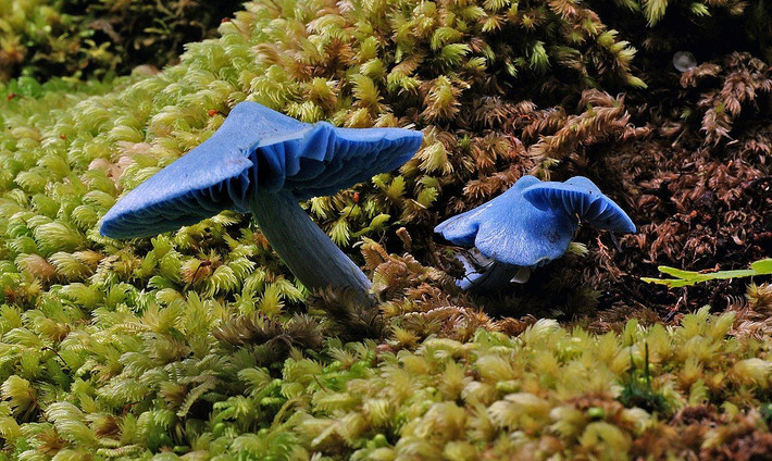 Nấm trời xanh (Entoloma hochstetteri) dài 3-4 cm, là loài nấm hiếm được ghi nhận ở New Zealand, nơi chúng được bình chọn là loài nấm quốc gia. Màu sắc đặc biệt của chúng được gắn với huyền thoại của người bản địa Maorivề loài chim kokako.