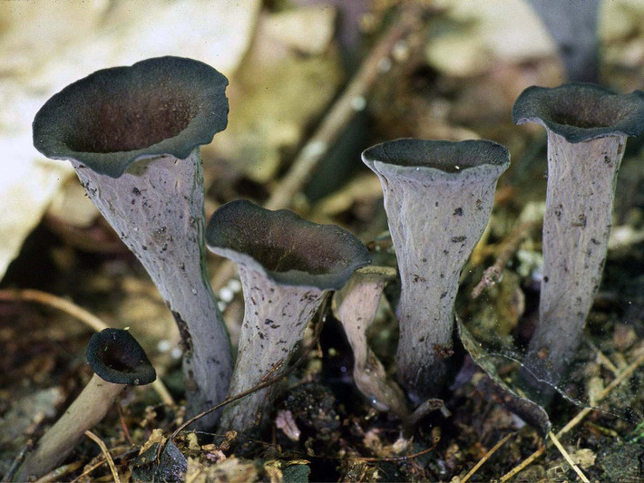 Nấm kèn đen (Craterellus cornucopioides) dài 0,5-2 cm, được ghi nhận trên khắp lục địa Á - Âu. Loài nấm đặc biệt này có dạng loa kèn, mọc thành cụm trong đám lá sồi rụng. Mặt dưới của chúng có màu sáng hơn mặt trên.