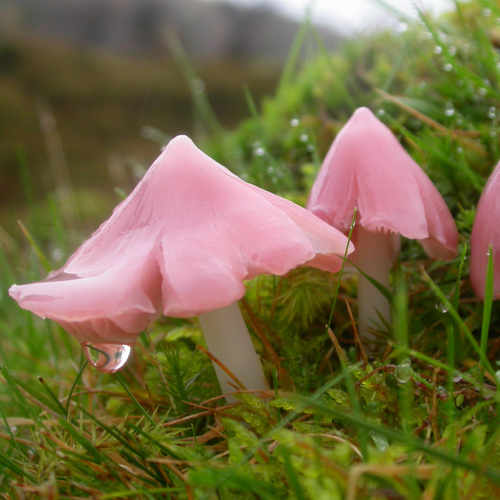 Nấm sáp hồng (Hygrocybe calyptriformis) dài 3-7 cm, mọc trên đồng cỏ ở lục địa Á - Âu. Dễ nhận dạng nhưng khá hiếm gặp, loài nấm này có mũ nhọn màu hồng, cuống màu nhạt và có các phiến nấm giống sáp.