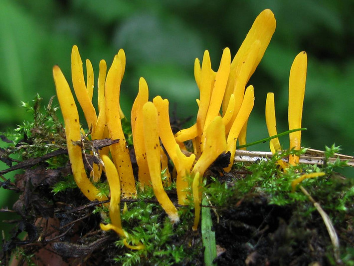 Nấm chùy vàng (Clavulinopsis helvola) dài 2-4 cm, phổ biến trên đồng cỏ ở lục địa Á - Âu và Bắc Mỹ. Đây là một trong những loài nấm có màu vàng rực rỡ nhất.