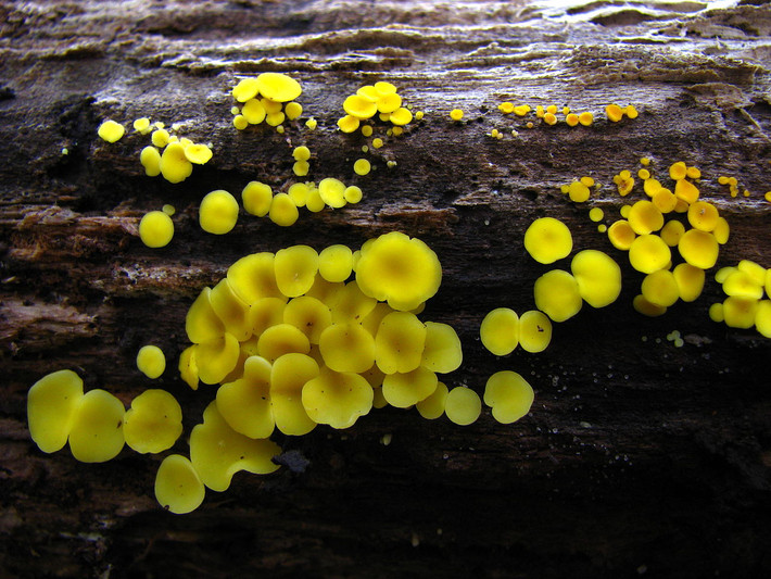 Nấm đĩa vàng (Bisporella citrina) dài 1-3 mm, mọc trên gỗ cứng đã mục ở lục địa Á - Âu. Mọc thành cụm, những thể quả hình đĩa của loài nấm này đôi lúc phủ hết toàn bộ cành cây.