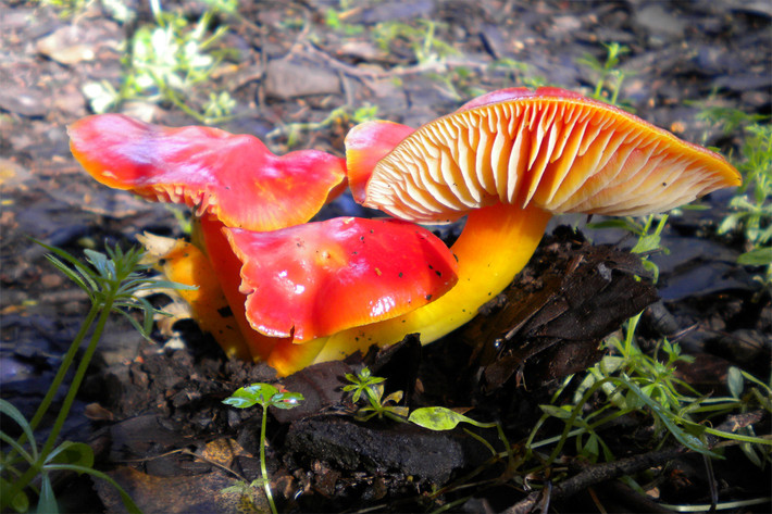 Nấm sáp đỏ thẫm (Hygrocybe punicea) dài 4-12 cm, mọc trên đồng cỏ chưa được cải tạo ở lục địa Á - Âu và Bắc Mỹ. Khá hiếm gặp, chúng là loài nấm sáp mũ đỏ lớn nhất.