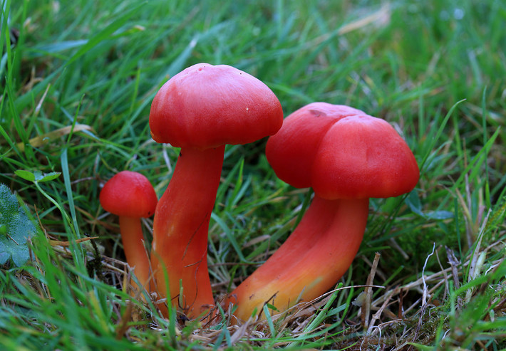 Nấm sáp đỏ tươi (Hygrocybe coccinea) dài 1,5-6 cm, thường mọc trên các đồng có chưa được cải tạo ở lục địa Á - Âu và Bắc Mỹ. Chúng có phiến, cuống và mũ nấm đỏ tươi, bóng như sáp, cực kỳ nổi bật trên nền cỏ xanh.
