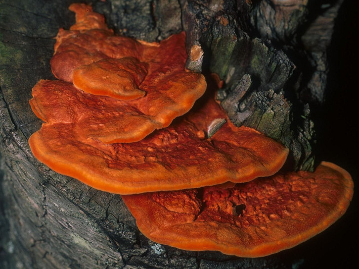 Nấm đỏ son lỗ dày (Pycnoporus cinnabarinus) dài 3-10 cm, mọc trên gỗ mục của cây rụng lá ở lục địa Á - Âu và Bắc Mỹ. Loài nấm hiếm này có dạng bản dẹt, bề mặt giống chất da thuộc, màu cam pha đỏ tươi.