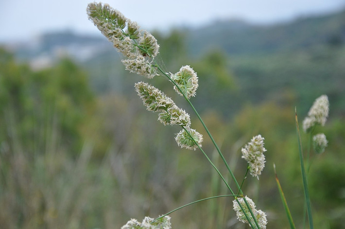 Cỏ chân gà (Dactylis glomerata) cao 1,3 mét, thường mọc ở các đồng cỏ và bãi cỏ khô ở lục địa Á - Âu và Bắc Phi. Loài cỏ phổ biến này có chùm hoa kép dễ nhận dạng.