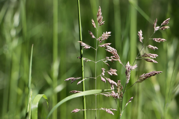 Hòa luân sinh (Agrostis stolonifera) dao 40 cm, là loài cỏ lưu niên phổ biến khắp thế giới. Chúng có cụm hoa dạng lông chim, lan rộng nhờ phần thân bò lan.