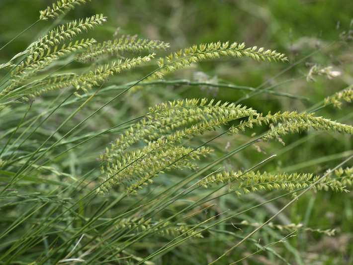 Cỏ đuôi chó (Cynosurus cristatus) cao 75 cm, là loài cỏ lưu niên phân bố từ châu Âu đến Tây Á. Chúng có thân mọc thấp nhưng cuống hoa vươn khá dài. Chịu được sự giẫm đạp, loài cỏ này thường được trồng làm thảm cỏ ở sân vườn, công viên.