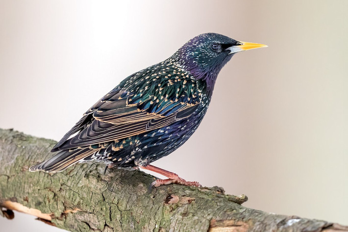 Sáo đá xanh (Sturnus vulgaris) dài 20-23 cm, là loài lang thang và di cư trú đông hiếm tại Đông Bắc và Trung Trung Bộ. Chúng sống ở các khu vực trống trải, khu canh tác tại các vùng đất thấp.