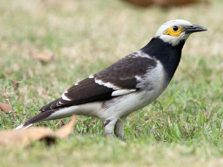 Sáu sậu (Gracupica nigricollis) dài 27-30 cm, là loài định cư tương đối phổ biến trong cả nước, trừ Tây Bắc. Sinh cảnh của loài này là khu vực trống trải, thành thị, nơi canh tác, nương rẫy, cây bụi.