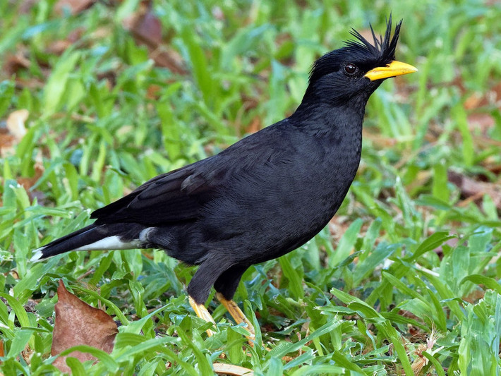Sáo mỏ vàng (Acridotheres grandis) dài 24-27 cm, là loài định cư không phổ biến đến tương đối phổ biến trong cả nước. Loài chim sáo này được ghi nhận ở các khu vực trống trải, thành thị, nơi canh tác, gần cánh đồng lúa. Ảnh: eBird.org.