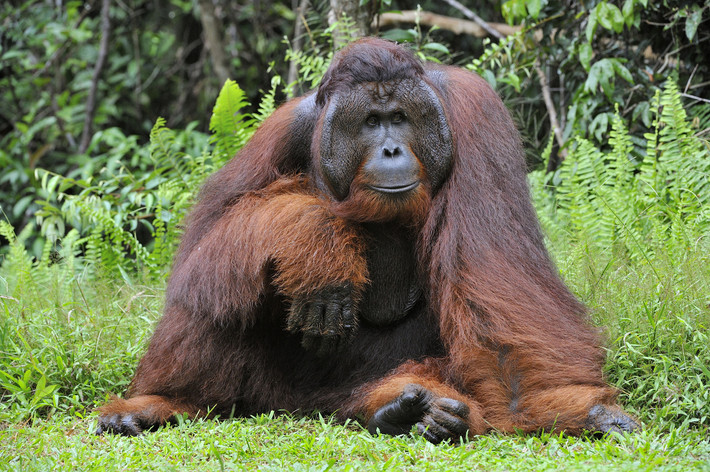 Đười ươi Borneo (Pongo pygmaeus) dài 0,8-1,5 mét, cư trú ở rừng mưa nguyên sinh trên đảo Borneo. Hầu như chỉ ở trên cây, loài linh trưởng họ Người này dành thời gian tìm thức ăn là các loại quả.