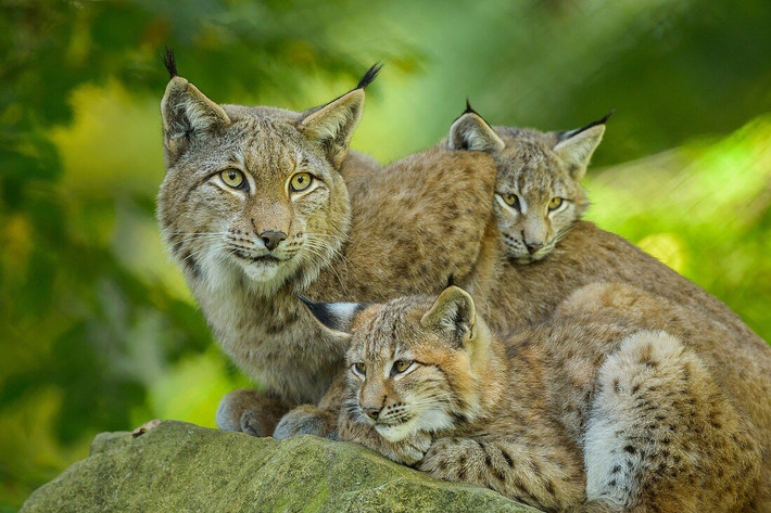 Linh miêu Á-Âu (Lynx lynx) dài 80-110 cm, phân bố rộng ở khu vực ôn đới của lục địa Á-Âu. Chúng đủ lớn để săn hươu nai nhỏ. Mỗi con hươu săn được cung cấp thức ăn cho một cá thể linh miêu trong khoảng một tuần.