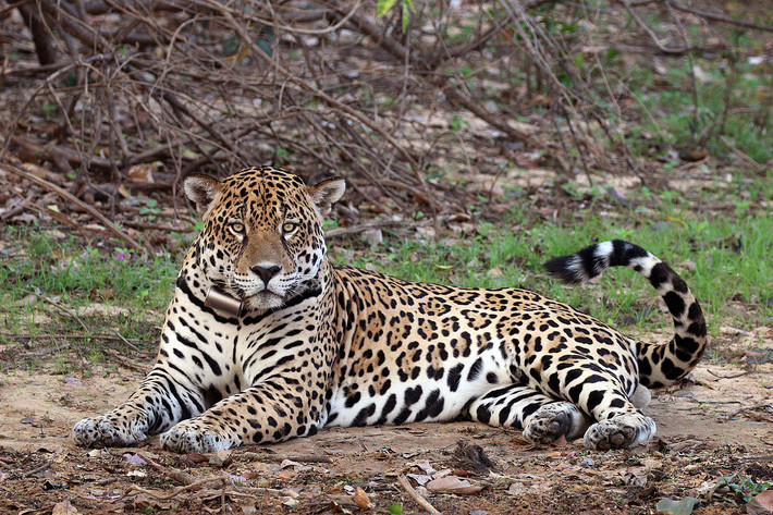 Báo đốm Mỹ (Panthera onca) dài 1,2-1,7 mét, phân bố ở Trung Mỹ và phía Bắc của Nam Mỹ, là loài mèo lớn nhất châu Mỹ. Trèo cây và bơi rất giỏi, chúng săn nhiều con mồi khác nhau, từ rùa và cá cho đến hươu.