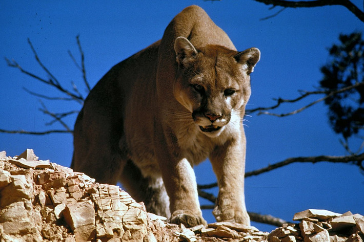 Báo sư tử hay sư tử núi (Puma concolor) dài 0,9-1,6 mét, sống ở các vùng địa hình gồ ghề trải dài từ Canada đến Argentina. Loài mèo lớn thứ hai châu Mỹ này có khả năng thích nghi tốt, săn mồi, thường là hươu, bằng cách mai phục. Chúng có họ hàng gần với báo hoa mai hơn là sư tử.