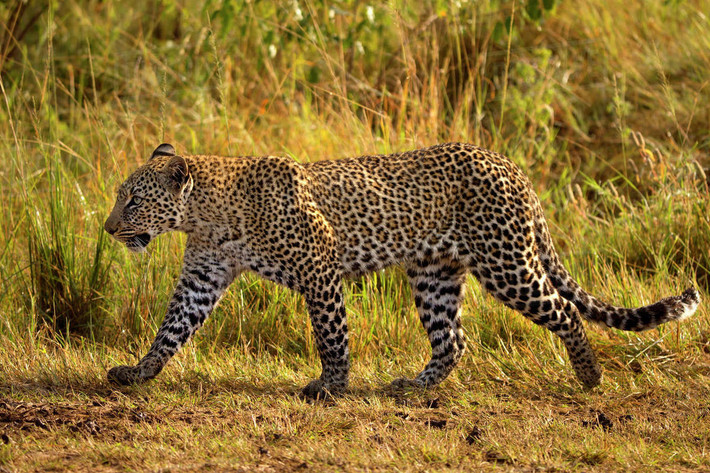 Báo hoa mai (Panthera pardus) dài 0,9-1,9 mét, là loài có khả năng thích nghi tốt nhất trong số các loài mèo lớn, phân bố rộng rãi khắp châu Phi và châu Á. Chúng đi săn đơn độc, thường giấu con mồi trên cây để tránh sự tranh giành từ các loài ăn thịt khác như sư tử và linh cẩu.