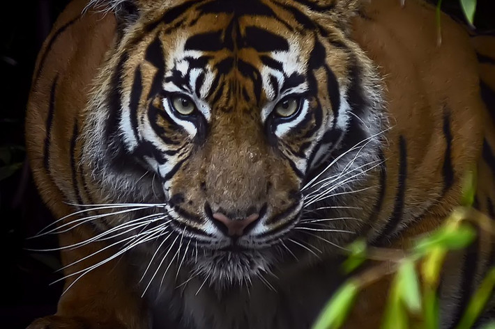 Hổ (Panthera tigris) daif1,4-2,8 mét, chỉ còn khoảng 4.000 cá thể thuộc 6 nòi tồn tại trong tự nhiên ở châu Á. Là loài thú họ Mèo lớn nhất, hổ rình rập và dùng sức mạnh để bắt con mồi cỡ lớn, gồm cả trâu bò. Trong quá khứ hổ từng là mối đe dọa với con người, nhưng ngày nay loài người đã đẩy loài mèo này đến tình cảnh cực kỳ nguy cấp.
