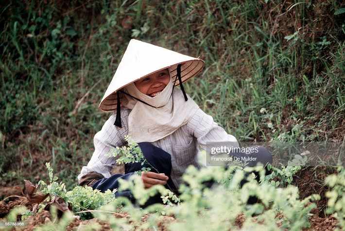Nữ nông dân trên cánh đồng ở Vinh.
