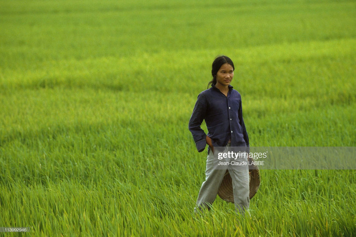 Người nữ nông dân trên cánh đồng lúa ở miền Bắc.