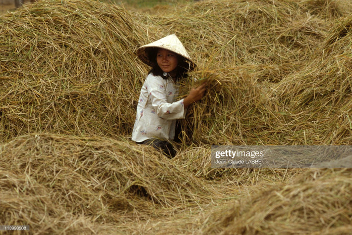 Nữ nông dân giữa đống rơm mùa gặt.
