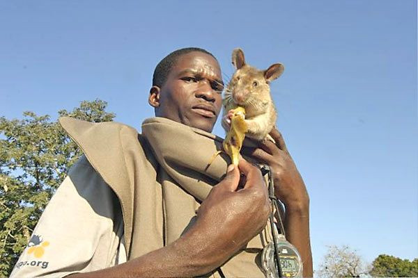 Những năm gần đây một công ty của Bỉ đã huấn luyện thành công những chú chuột Gambia của châu Phi để rà bom mìn. Chuột có cơ thể nhỏ nhắn và linh hoạt nên có lợi thế hơn chó khi tiếp cận những khu vực có cây cối rậm rạp hay có địa hình hiểm trở.