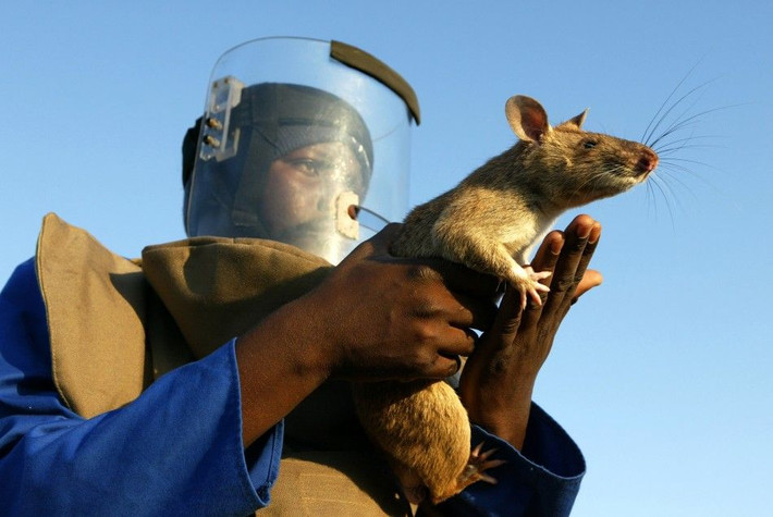 Hiện nay Bộ Quốc phòng Mozambique đang khai thác những đội quân chuột chính quy để phát hiện bom mìn còn sót lại sau cuộc nội chiến...