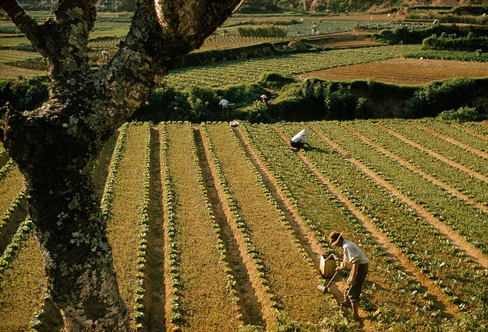 Trên ruộng rau ở Đà Lạt năm 1961. Ảnh: Wilbur E. Garrett/ National Geographic/Getty Images.