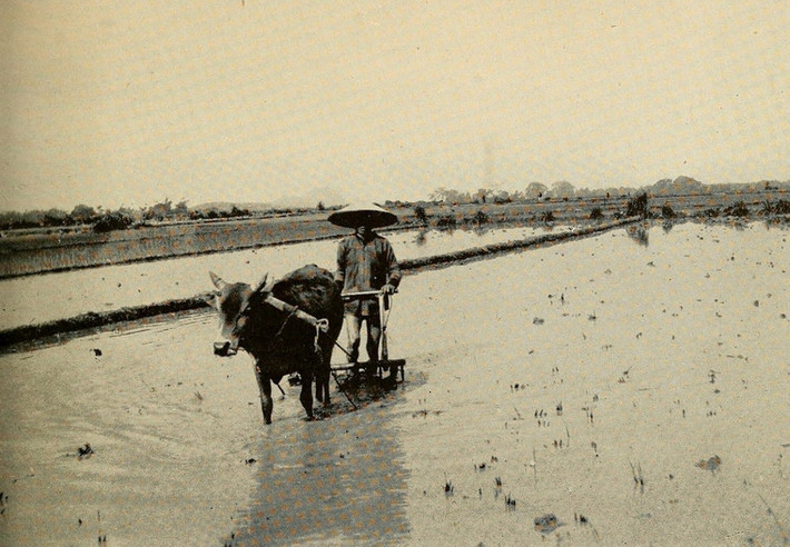 Cảnh cày ruộng ở Thanh Hóa.