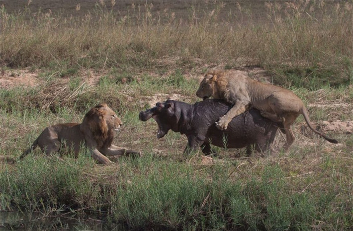Khi đang tham quan khu bảo tồn động vật hoang dã Sabi Sands ở Nam Phi, nhiếp ảnh gia Andrew Schoeman đã tình cờ ghi lại được một khoảnh khắc cực kỳ tàn khốc trong thế giới động vật hoang dã. Đó chính là cảnh hai con sư tử đực quyết tâm giết chết chú hà mã.