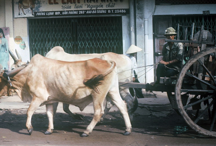 Xe bò kéo trên đường Hai Bà Trưng.