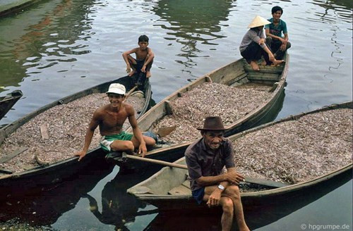 Những chiếc thuyền đầy ắp cá cơm chờ thương lái đến thu gom.