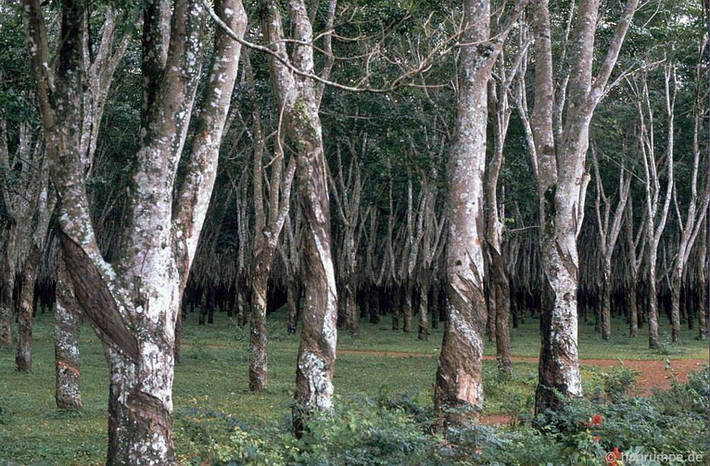 Lâm trường cao su ở Tây Nguyên.