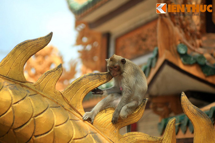 Những chú khỉ sinh sống trong khuôn viên chùa khiến khung cảnh càng trở nên sinh động.