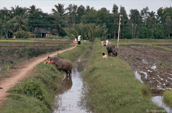 Đồng lúa, kênh rạch và những hàng dừa nước là khung cảnh quen thuộc ở đồng bằng sông Cửu Long.