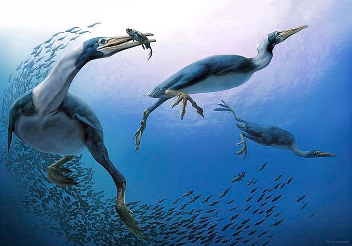  1. Hesperornis là loài chim không biết bay. Dù là chim, Hesperornis hoàn toàn không thể bay. Đôi cánh của nó rất nhỏ và gần như vô dụng. Ảnh: Pinterest.
